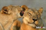 Sweet-kissing-animals (8)